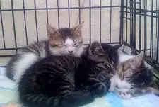 Rescue cats, awaiting adoption